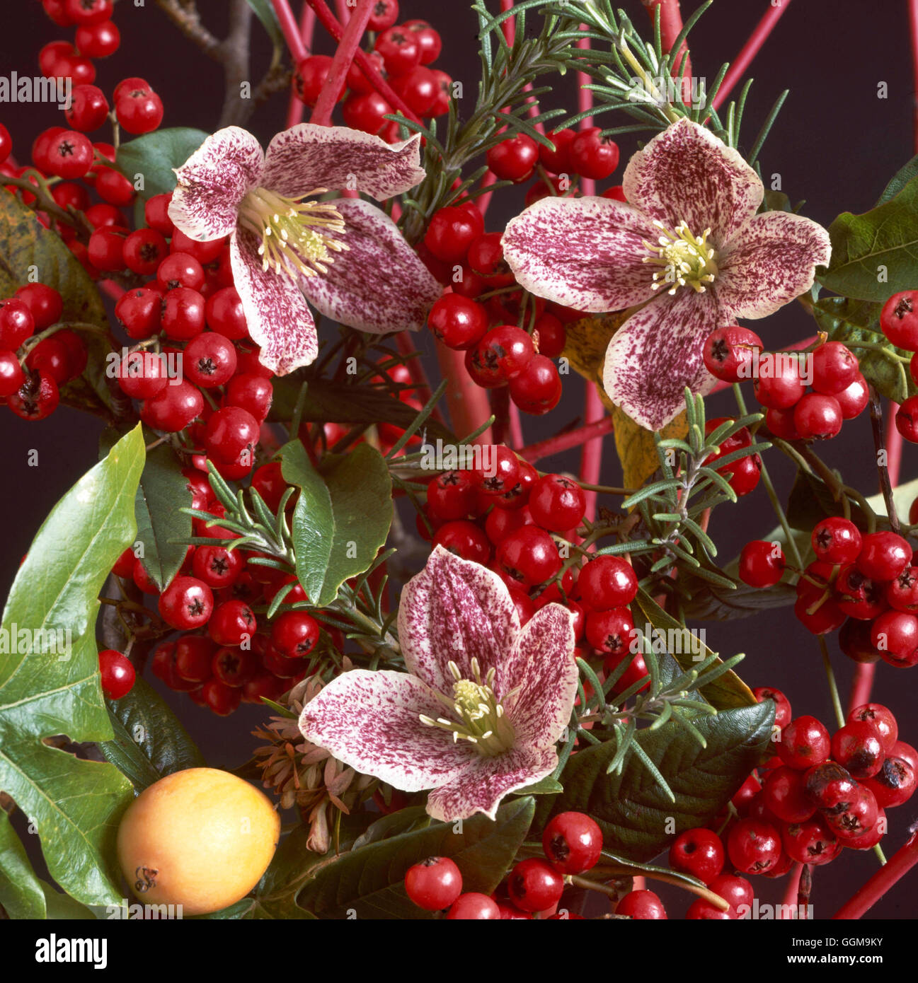Winter Flowers - December collection - Clematis cirrhosa `Freckles' Cornus stems  Rosemary  Fatsia  Abelia and berries of Malus Stock Photo